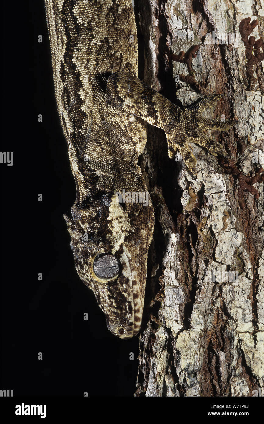 New Caledonian Bumpy Gecko (Rhacodactylus auriculatus) New Caledonia, endemic. Stock Photo