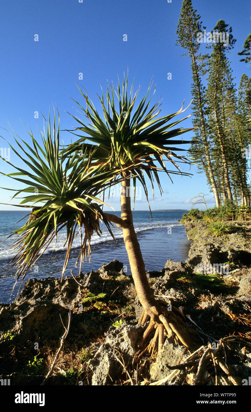 Thatch screwpine (Pandanus tectorius) and Cook pine (Araucaria columnaris) Pine island, New Caledonia. Stock Photo