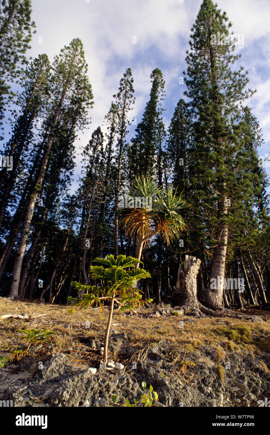 Cook pines (Araucaria columnaris) with Thatch screwpine (Pandanus tectorius) Pine Island, New Caledonia. Stock Photo