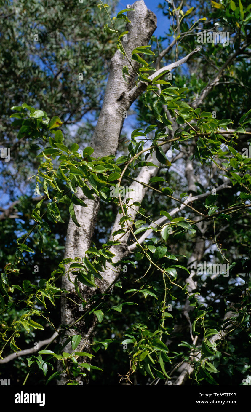 Cajeput tree hi-res stock photography and images - Alamy