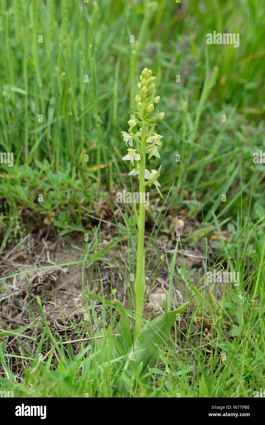 Greater butterfly orchid (Platanthera chlorantha) in flower,  Oulettes d' Ossoue, Pyrenees National Park, France, June Stock Photo