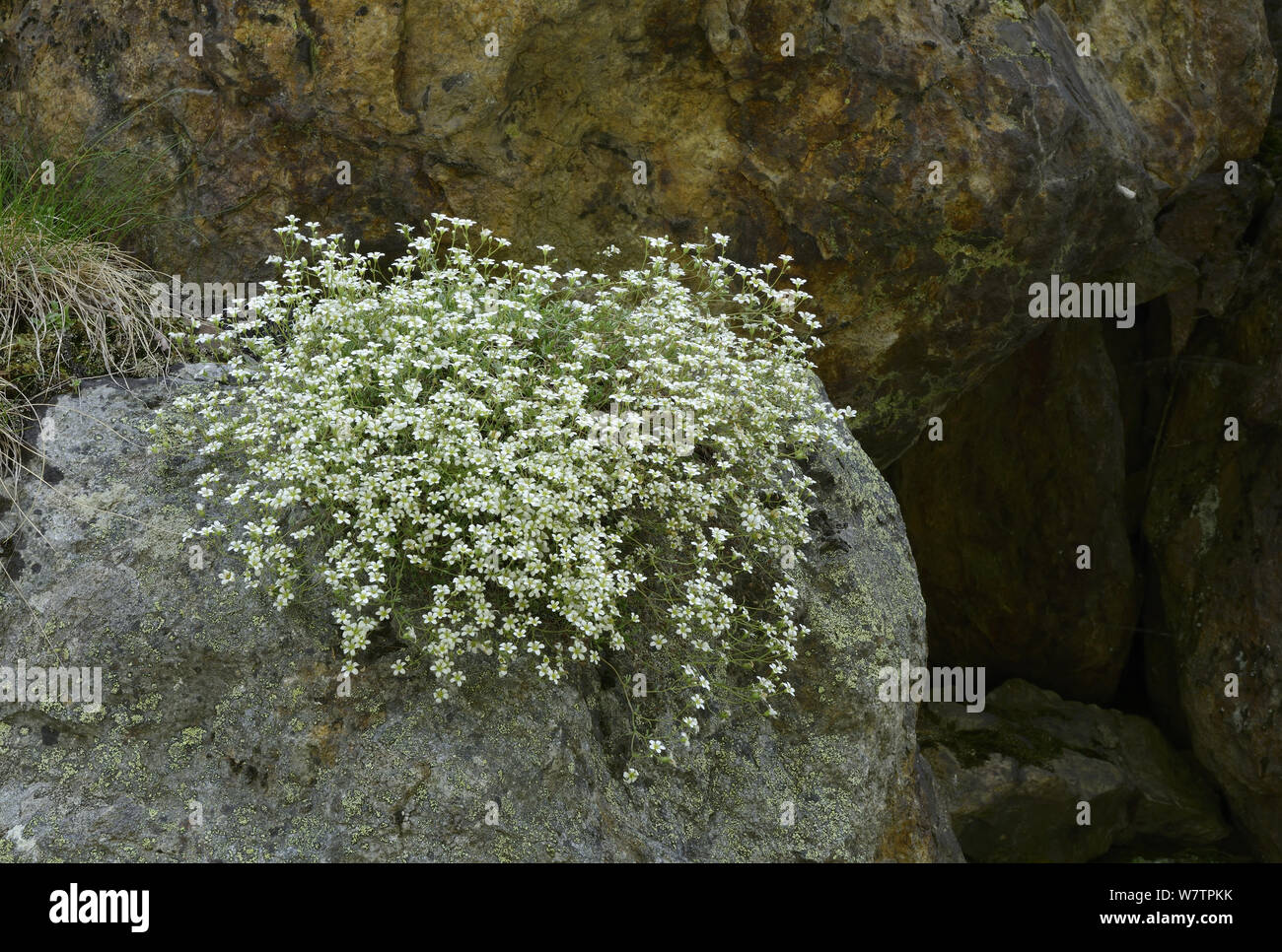 Willkomm's saxifrage (Saxifraga willkommiana) in flower growing on rock, near Gedre, Pyrenees National Park, France, June. Stock Photo