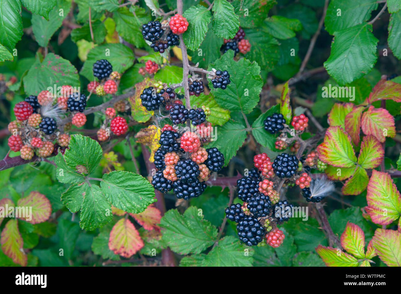 Blackberries (Rubus fruticosus) in hedgerow, Norfolk, UK, September. Stock Photo