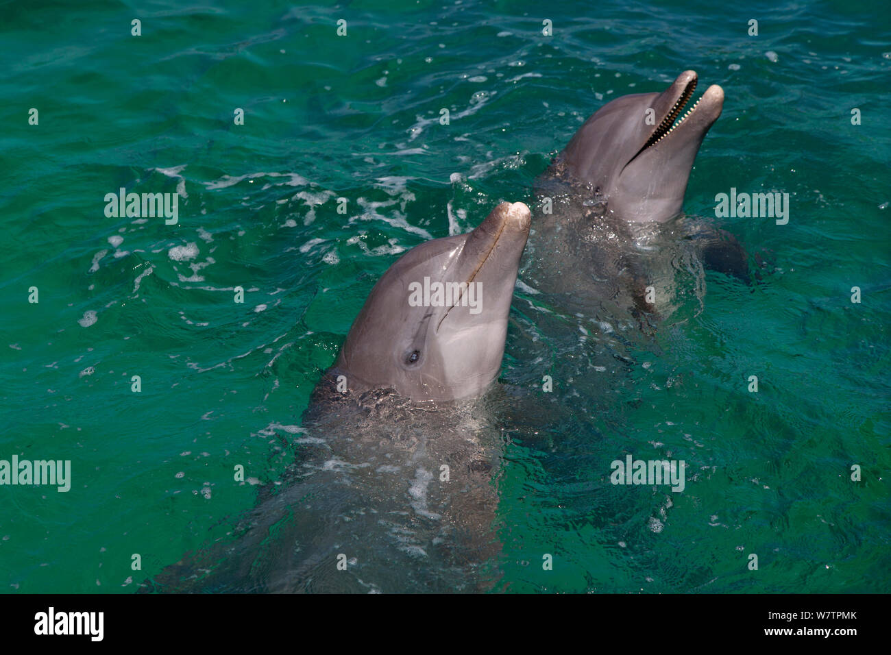 Two Bottle-nosed dolphins (Tursiops truncatus) looking out of water, Marine Institute, Bay Islands, Honduras, Caribbean, February. Stock Photo