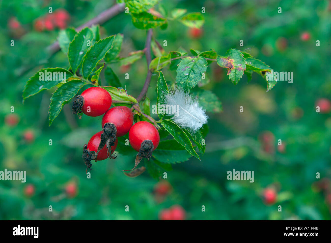 Dog rose (Rosa canina) hips and feather in hedgerow, East Anglia, UK, September. Stock Photo