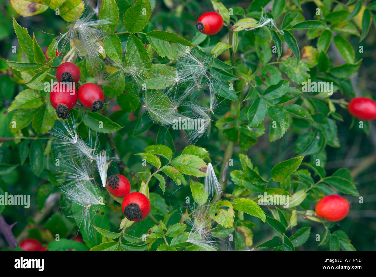 Dog rose (Rosa canina) hips in hedgerow with thistle down, East Anglia, UK, September. Stock Photo