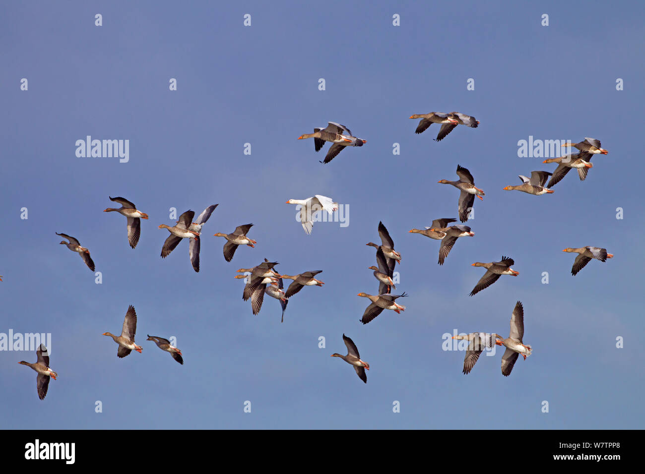 *** Greylag goose (Anser anser) flock in flight with single white plumage bird, UK, September. Stock Photo
