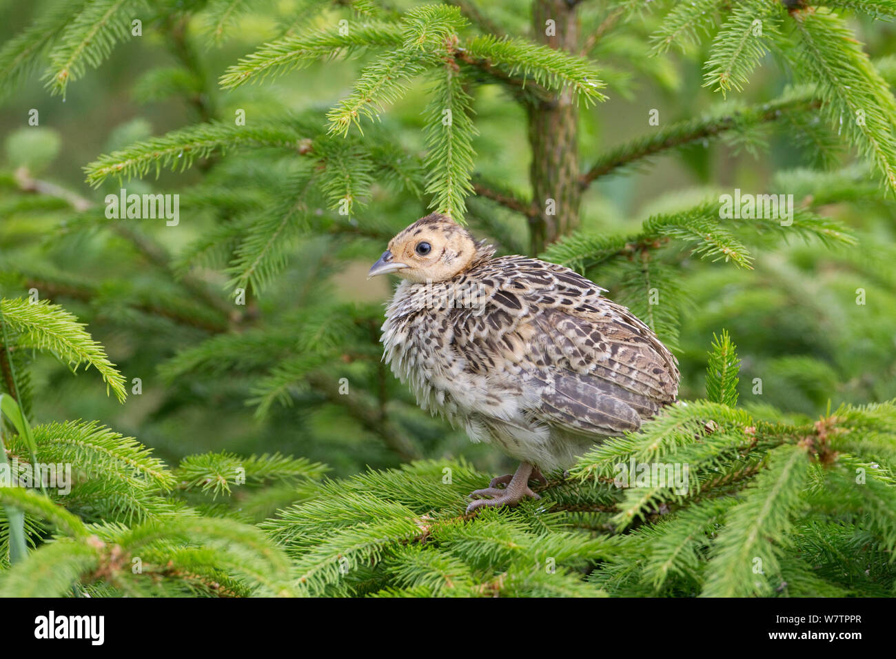 *** Young Common pheasant (Phasianus colchicus) perched in conifer, UK, June. Stock Photo