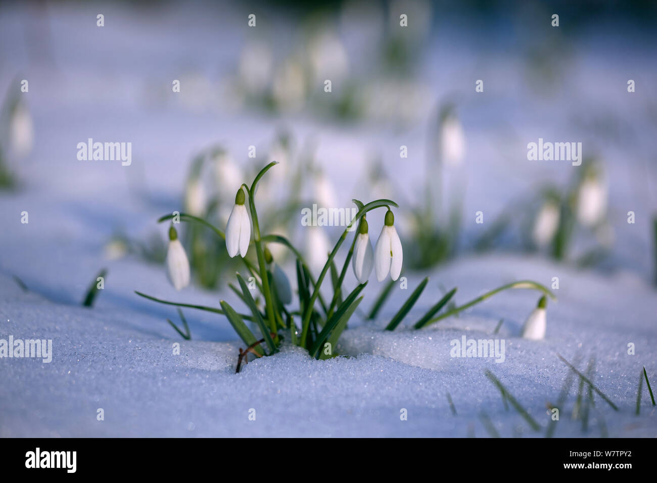 *** Snowdrops (Galanthus nivalis) in flower in snow, UK, February. Stock Photo