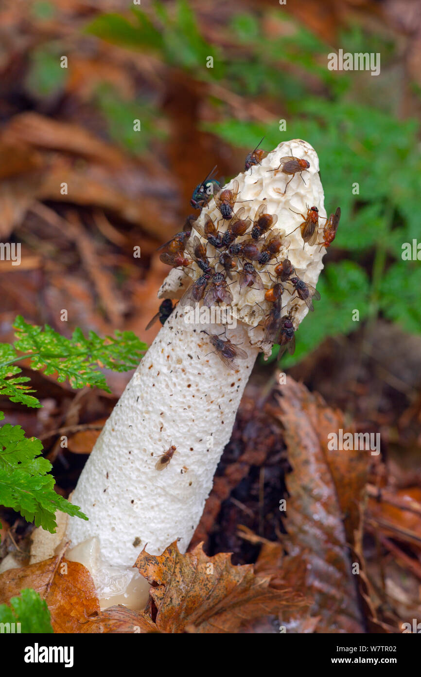 Stinkhorn (Phallus impudicus) with flies attracted to tip, Norfolk, UK, October. Stock Photo