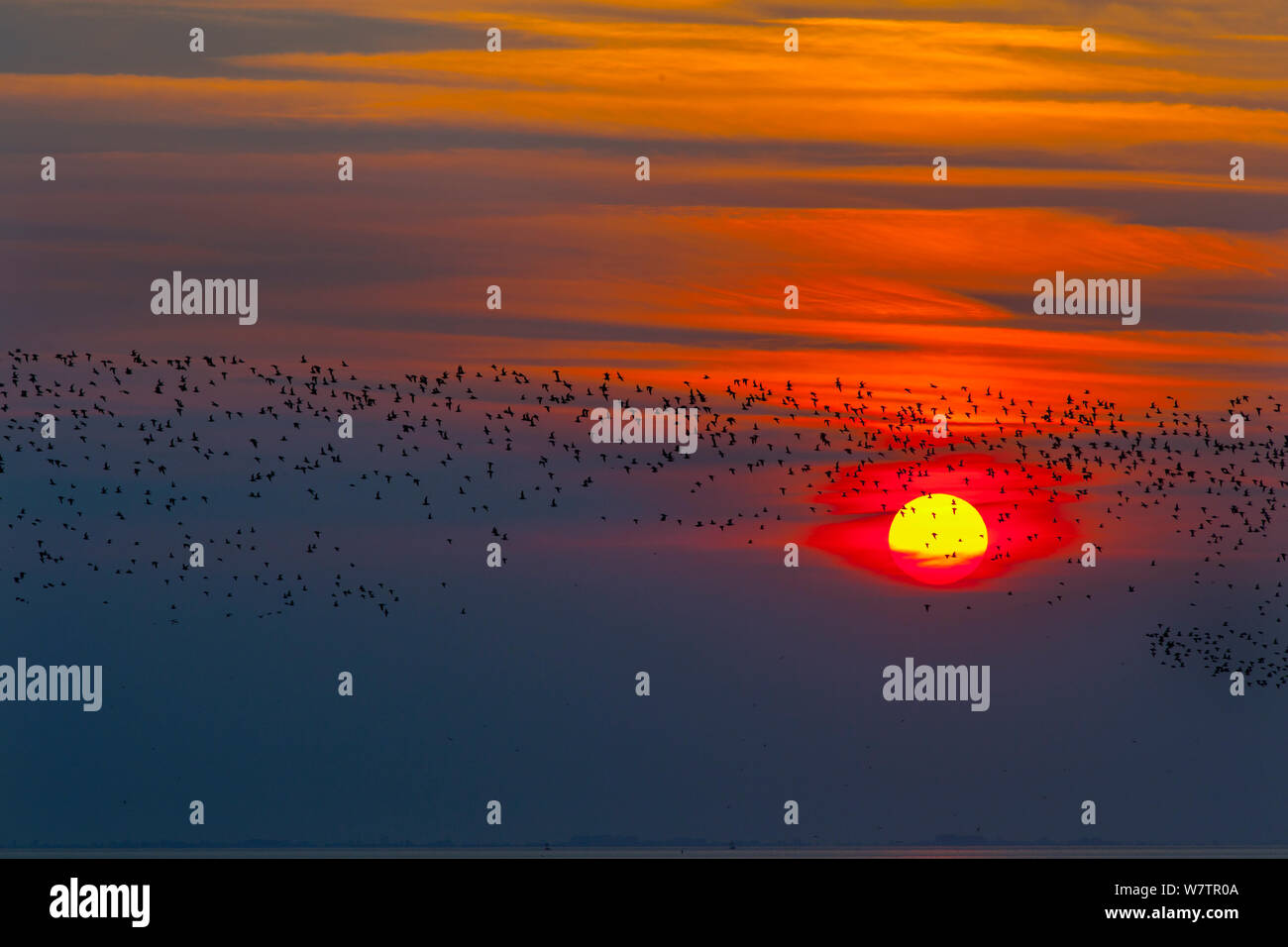Waders in flight at sunset, The Wash, Norfolk, UK, September. Stock Photo