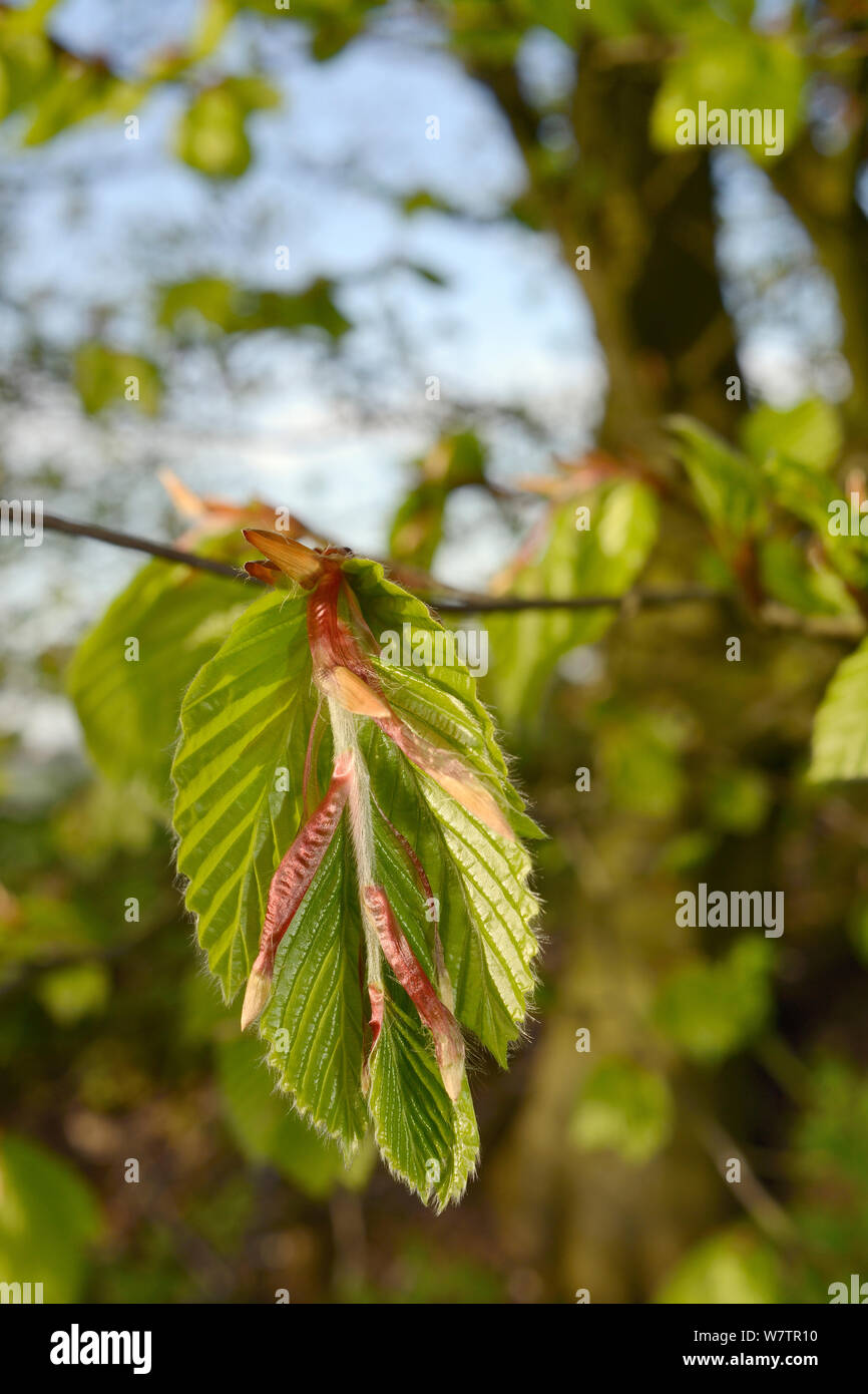 Beech (Fagus sylvatica) young leaves opening in spring, Wiltshire, UK, May. Stock Photo