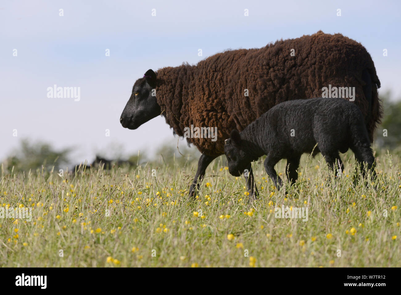 Black Welsh mountain ewe (Ovis aries) walking with its black lamb through pastureland carpeted with Buttercups (Ranunculus acris), Marlborough Downs, Wiltshire, UK, June. Stock Photo