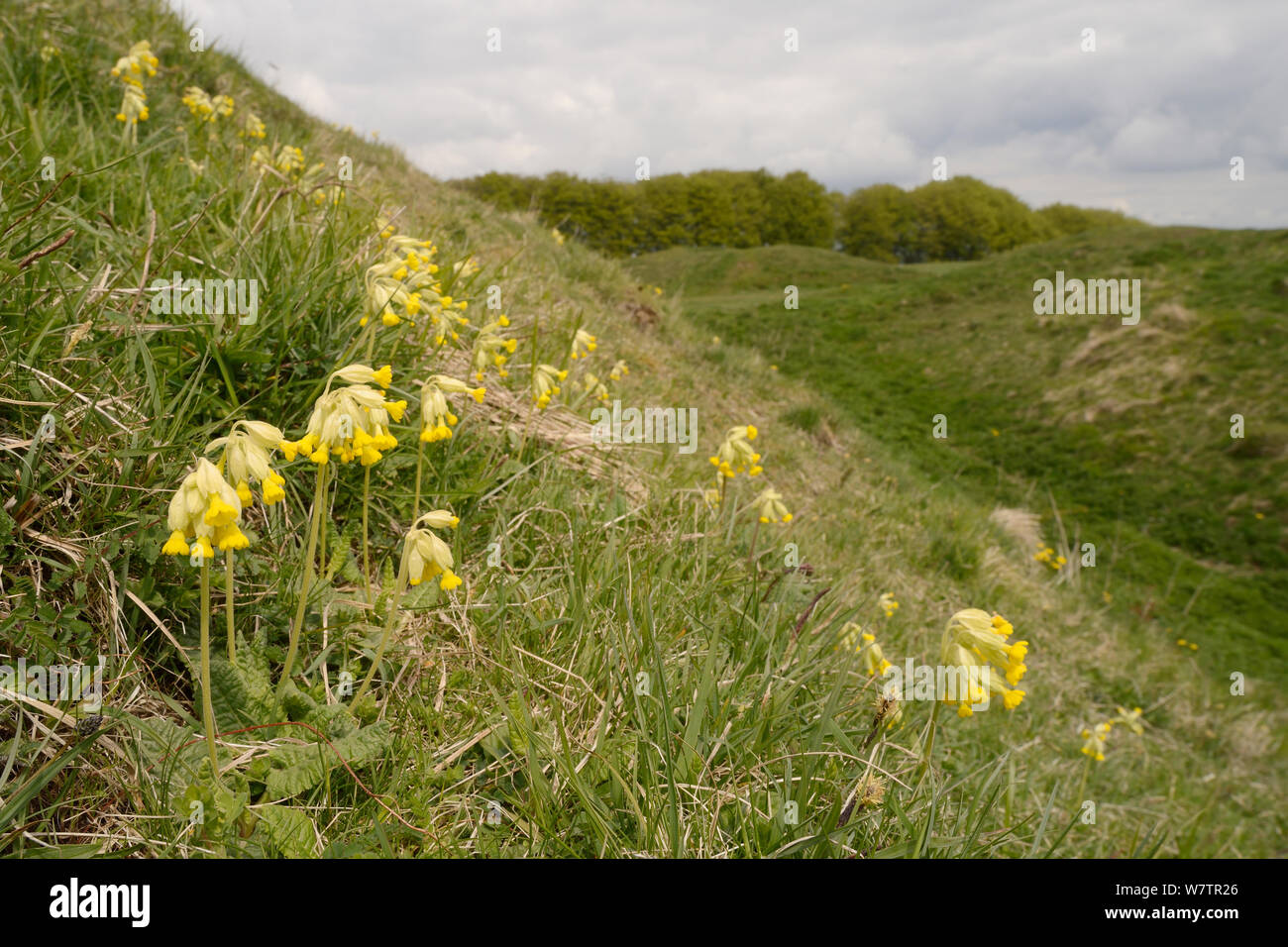 Cowslips (Primula veris) flowering on steep grassy ramparts of Barbury Castle Iron Age hill fort, Marlborough Downs, Wiltshire, UK, May. Stock Photo