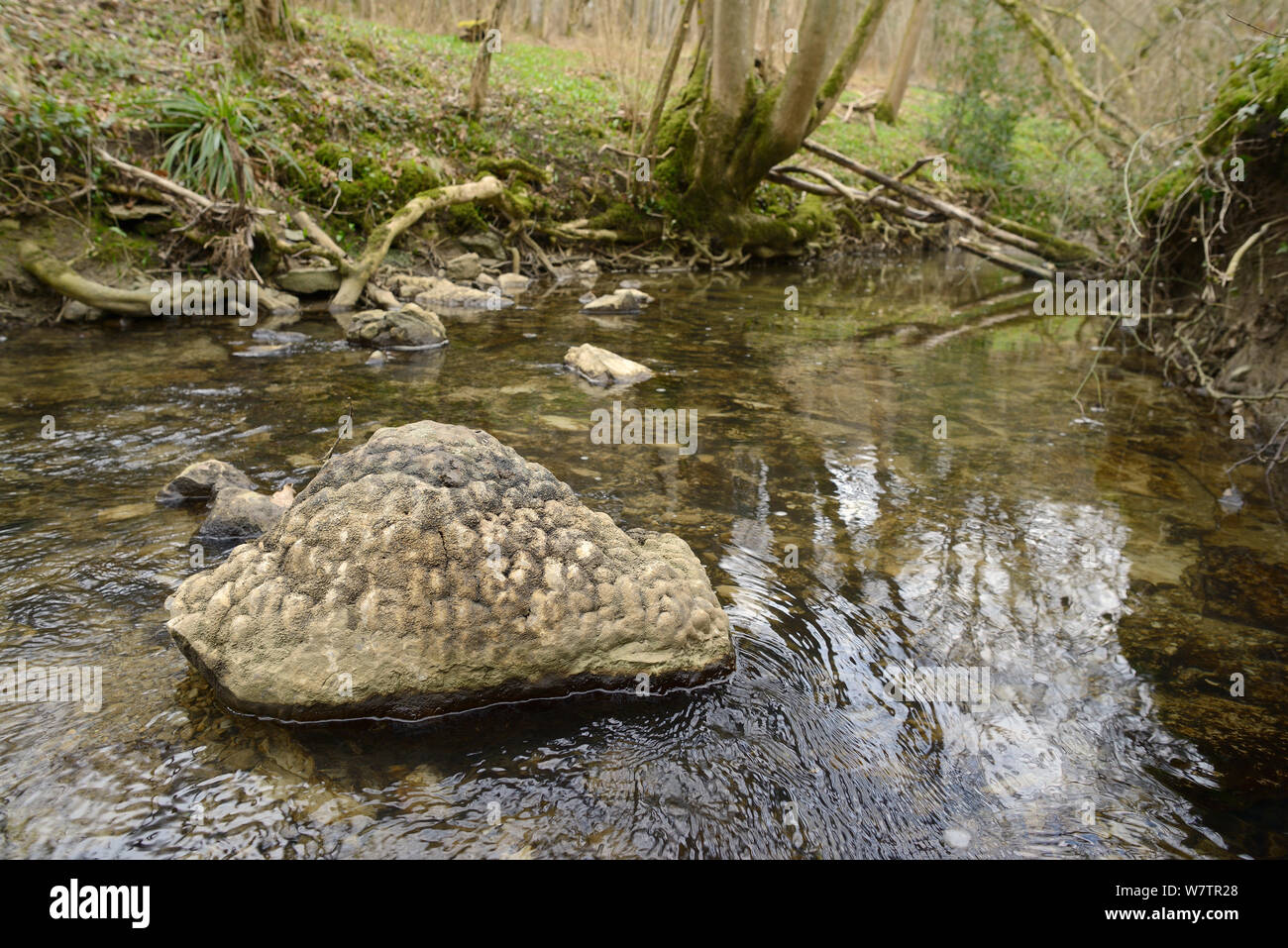 Cotham marble / Landscape marble boulder, a tough limestone with attractive landscape-like patterns when polished, formed from fossilised cyanobacterial stromatolites, exposed by river action, Lower woods, Gloucestershire, UK, March. Stock Photo