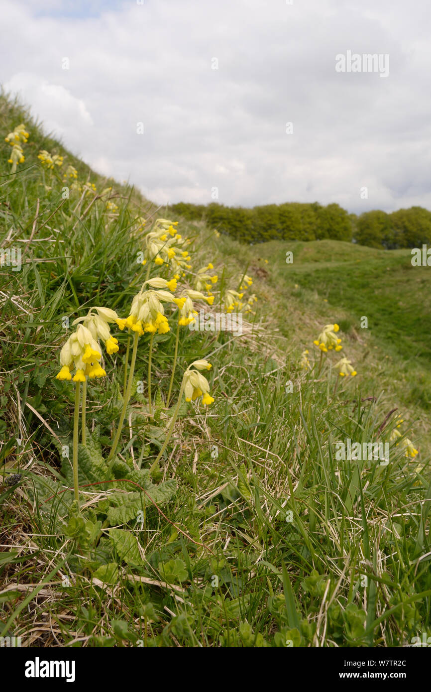 Cowslips (Primula veris) flowering on steep grassy ramparts of Barbury Castle Iron Age hill fort, Marlborough Downs, Wiltshire, UK, May. Stock Photo