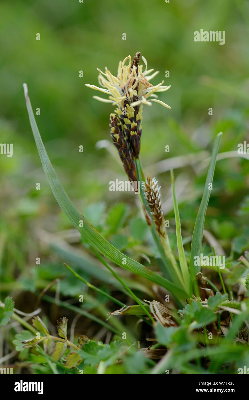 Glaucous Sedge (Carex flacca) with taller male and shorter female flowering spikes on chalk grassland, Wiltshire, UK, May. Stock Photo