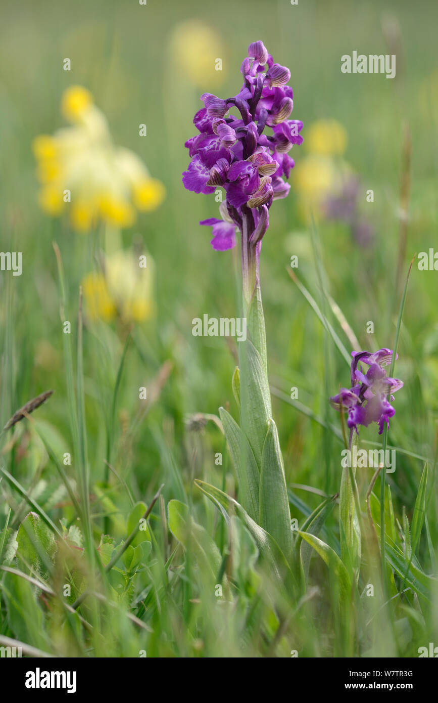 Green-winged orchids (Orchis / Anacamptis morio) flowering in a traditional hay meadow alongside Cowslips (Primula veris), Wiltshire UK, May. Stock Photo