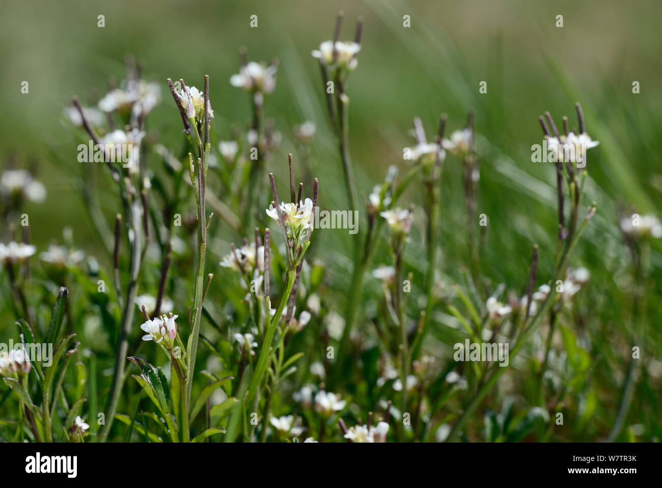 Hairy Bitter Cress (Cardamine hirsuta) clump flowering in chalk grassland meadow, Wiltshire, UK, April. Stock Photo