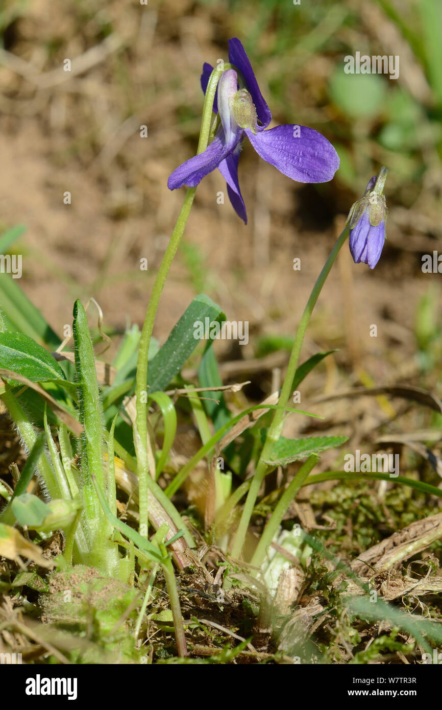 Hairy violet (Viola hirta) flower and flowerbud in chalk grassland meadow, Wiltshire, UK, April. Stock Photo