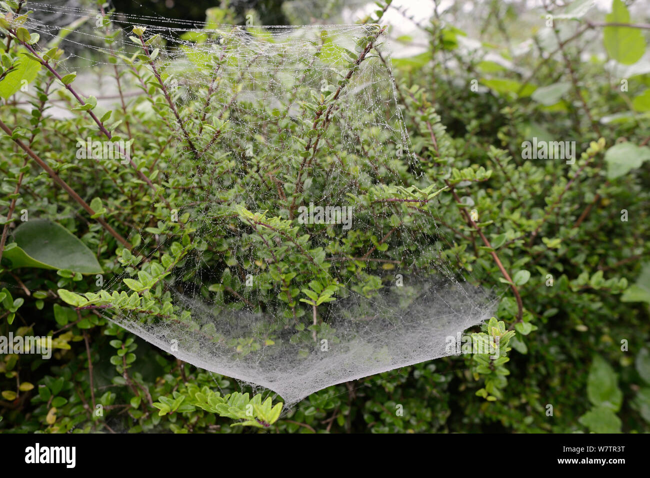 Hammock web of money spider / Hammock-weaver (Linyphidae) suspended by numerous tangled silk strands, Wiltshire garden hedge, UK, September. Stock Photo