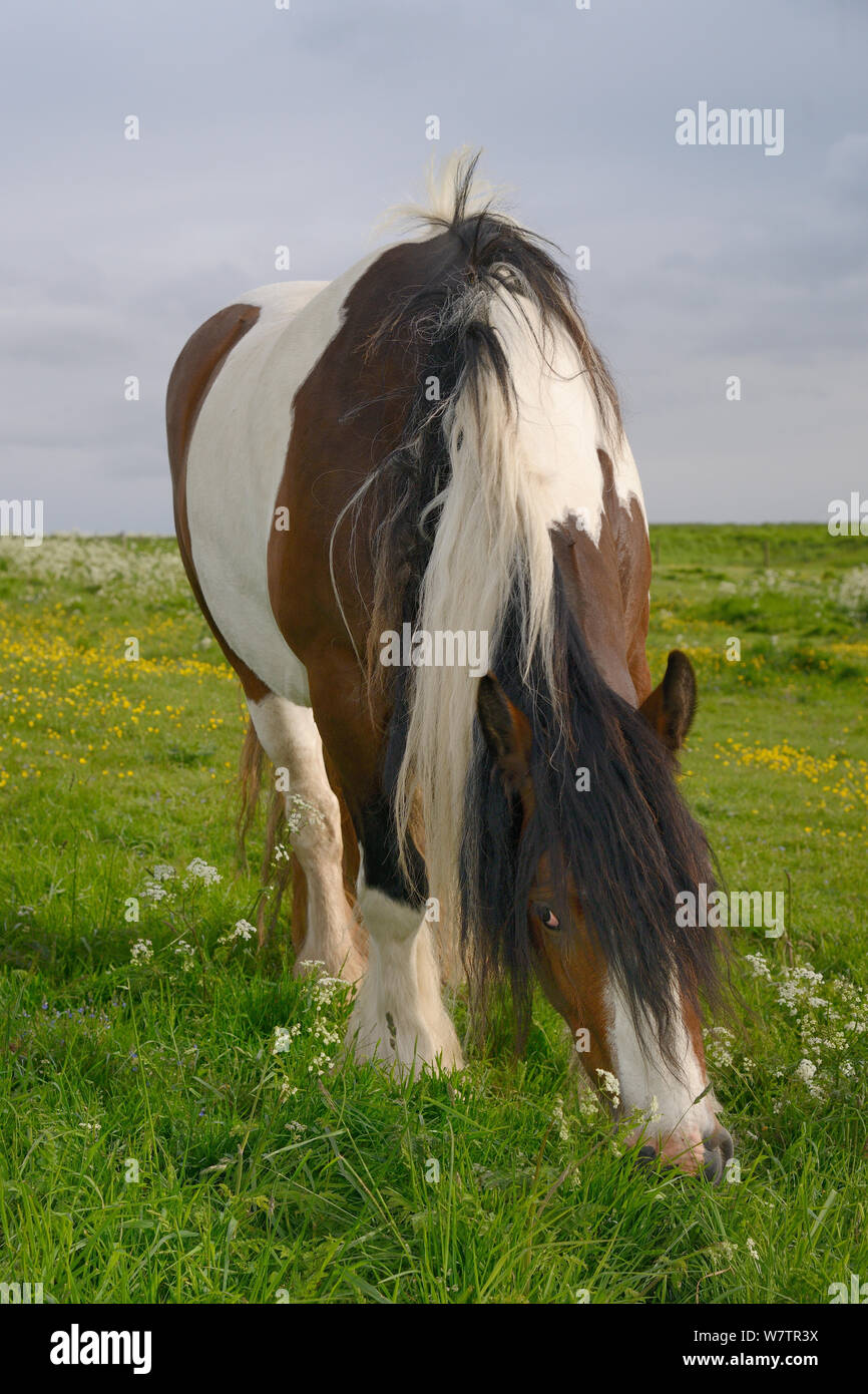 Piebald Irish Gypsy cob mare (Equus caballus) grazing rough pastureland on Hackpen Hill, The Ridgeway, Winterbourne Bassett, Marlborough Downs, Wiltshire, UK, June. Stock Photo