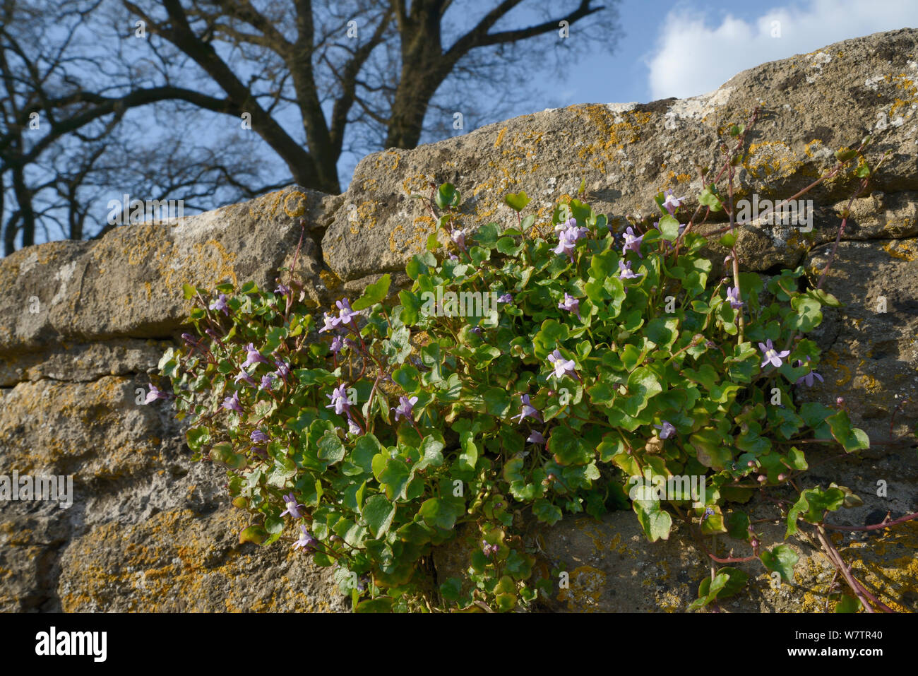 Ivy-leaved toadflax (Cymbalaria muralis) flowering on an old stone wall, Lacock, Wiltshire, UK, May. Stock Photo