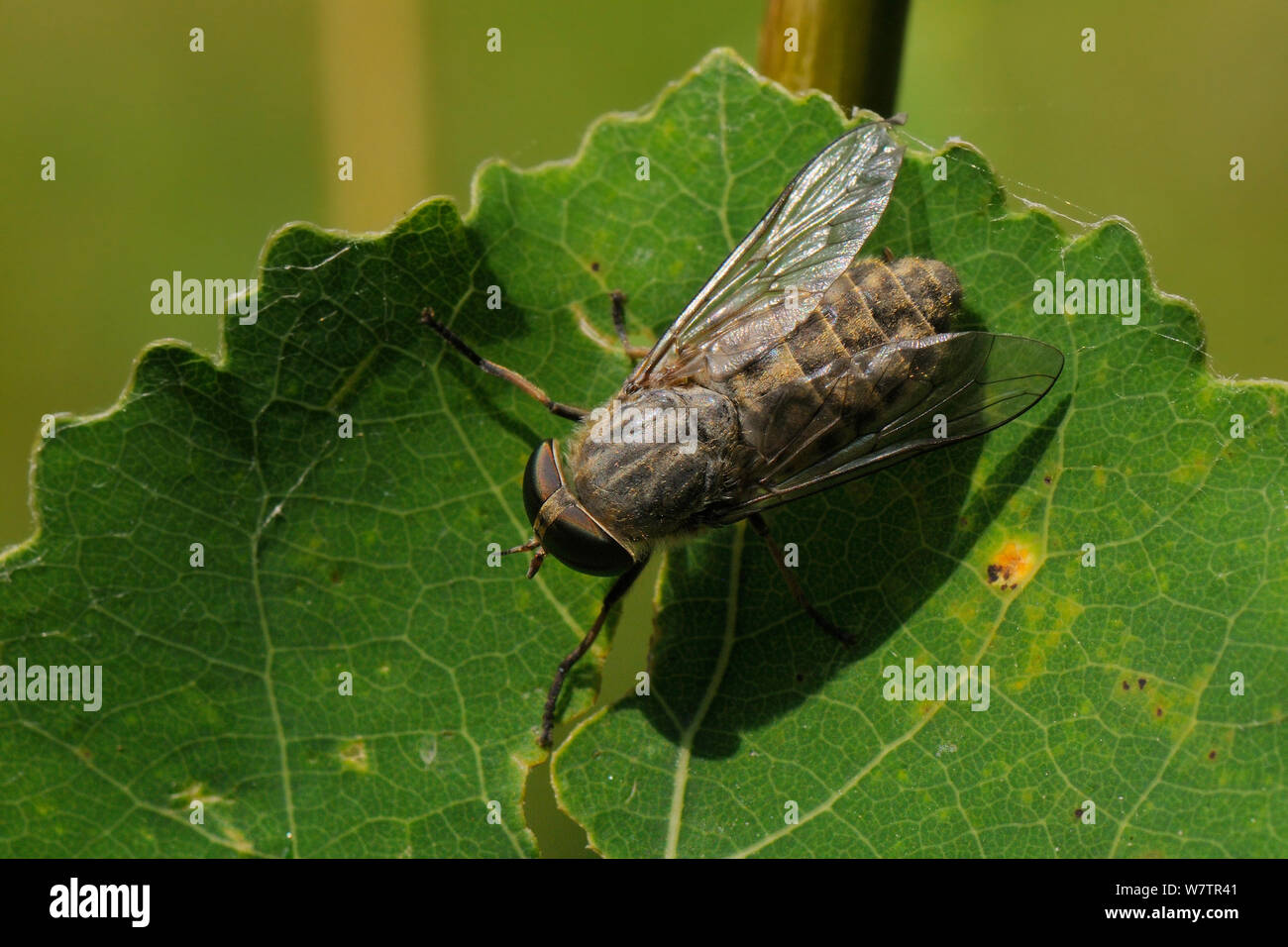 Bandeyed brown horsefly / Horse fly (Tabanus bromius) basking on leaf