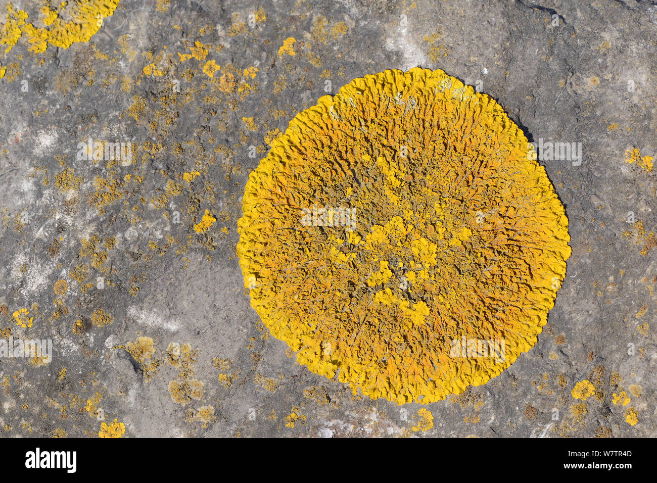 Circular patch of Common orange lichen (Xanthoria parietina) growing on rocks just above the high tide line, Severn Beach, Somerset, UK, April. Stock Photo