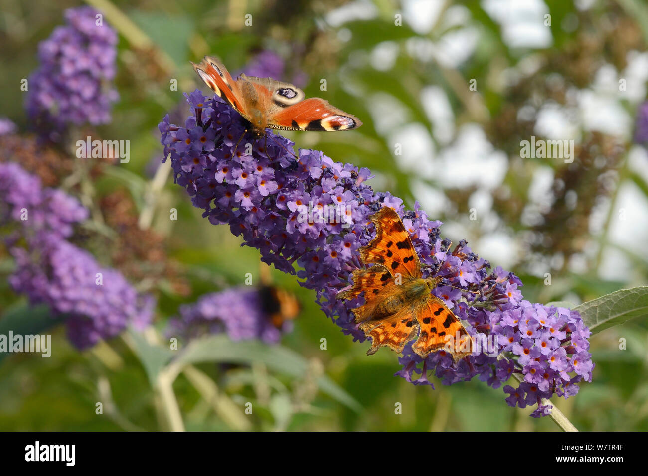 Peacock (Inachis io) and Comma (Polygonium c-album) butterflies feeding on Buddleia / Butterfly bush flowers (Buddleja davidii), Wiltshire garden, UK, September. Stock Photo