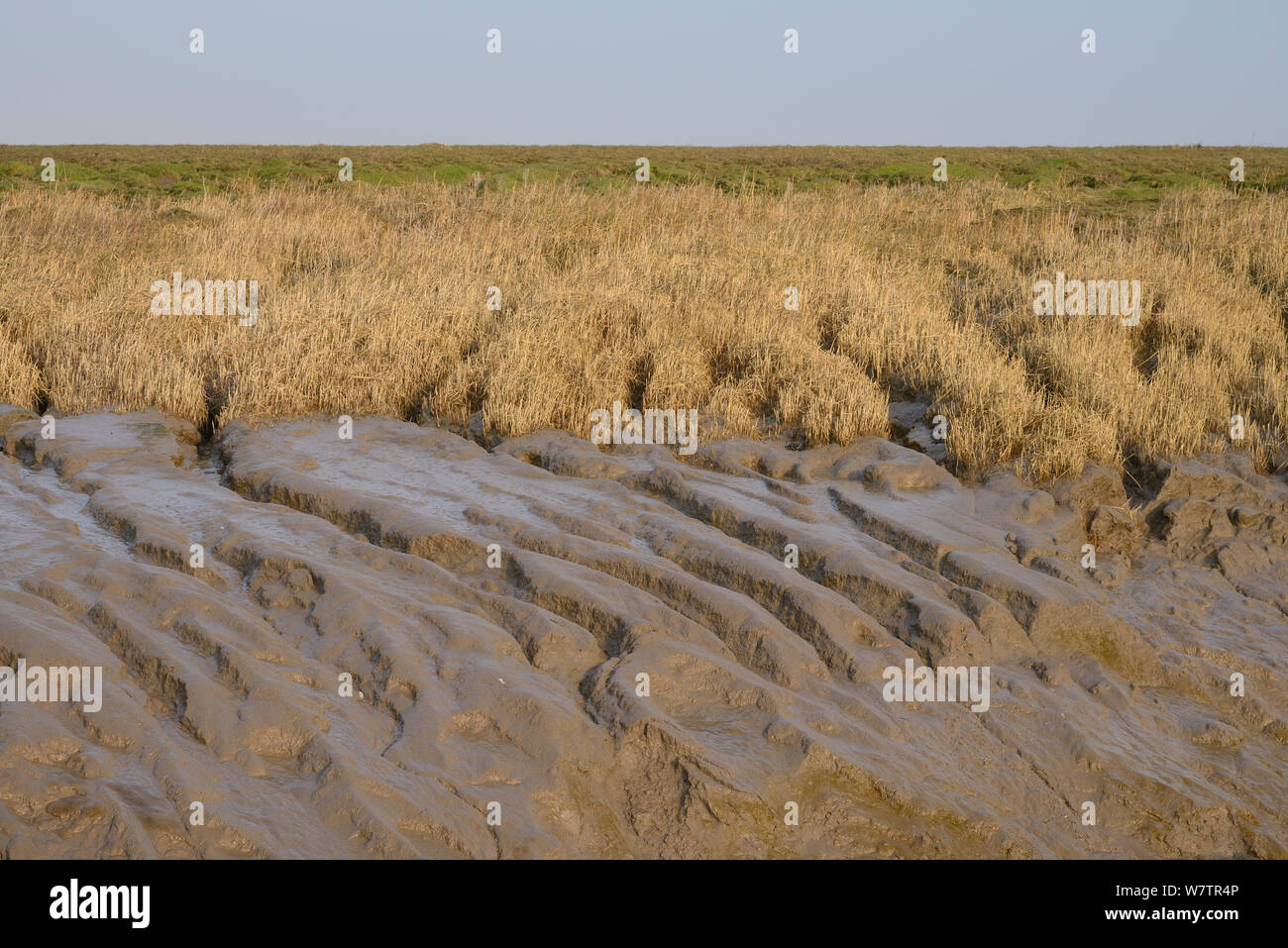 Saltmarsh edge and Common cord grass (Spartina anglica) stabilising mudflats fringing a tidal creek, Severn Estuary, Somerset, UK, March. Stock Photo