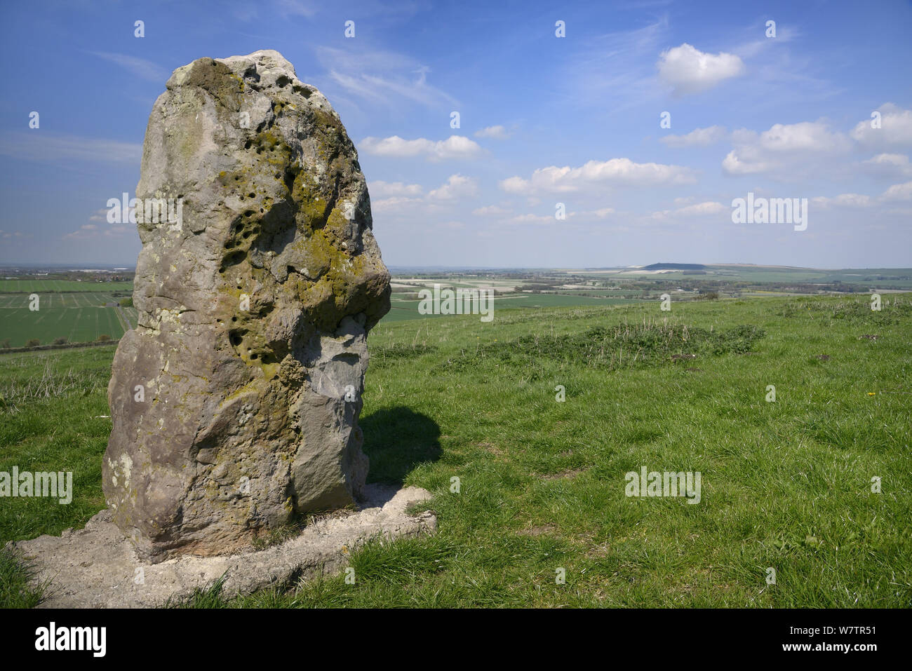 Sarsen stone megalith on the Ridgeway near Barbury Castle, Marlborough Downs, Wiltshire, UK, May. Stock Photo