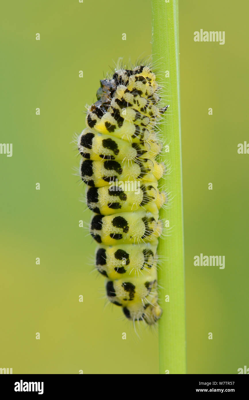 Larva of Six-spot burnet moth (Zygaena filipendulae) with short hairs preparing to pupate on a grass stem in a chalk grassland meadow, Wiltshire, UK, June. Stock Photo