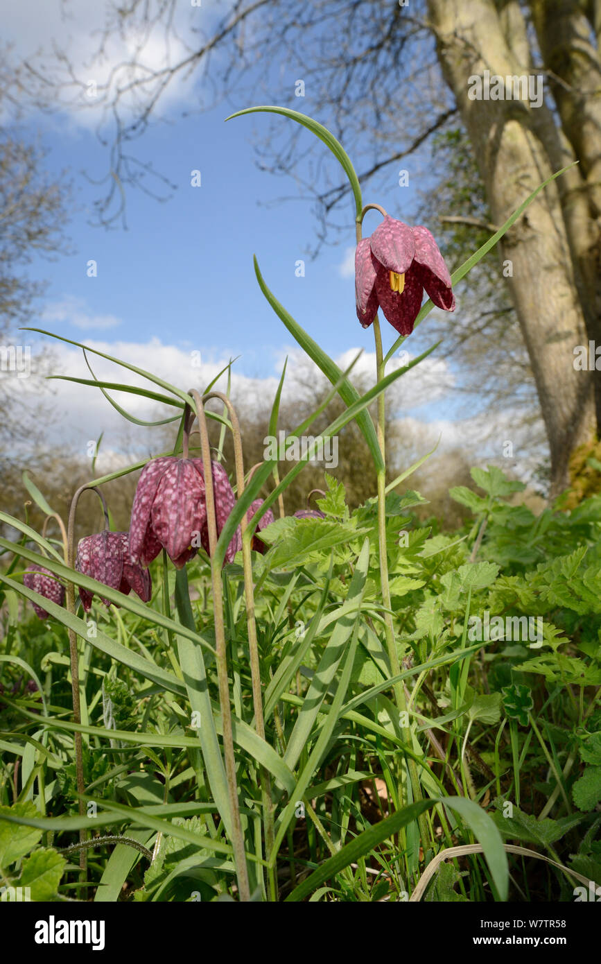 Snake's head fritillary (Fritillaria meleagris) flowering on damp road verge, probably garden escapee, Marlborough Downs, Wiltshire, UK, April. Stock Photo