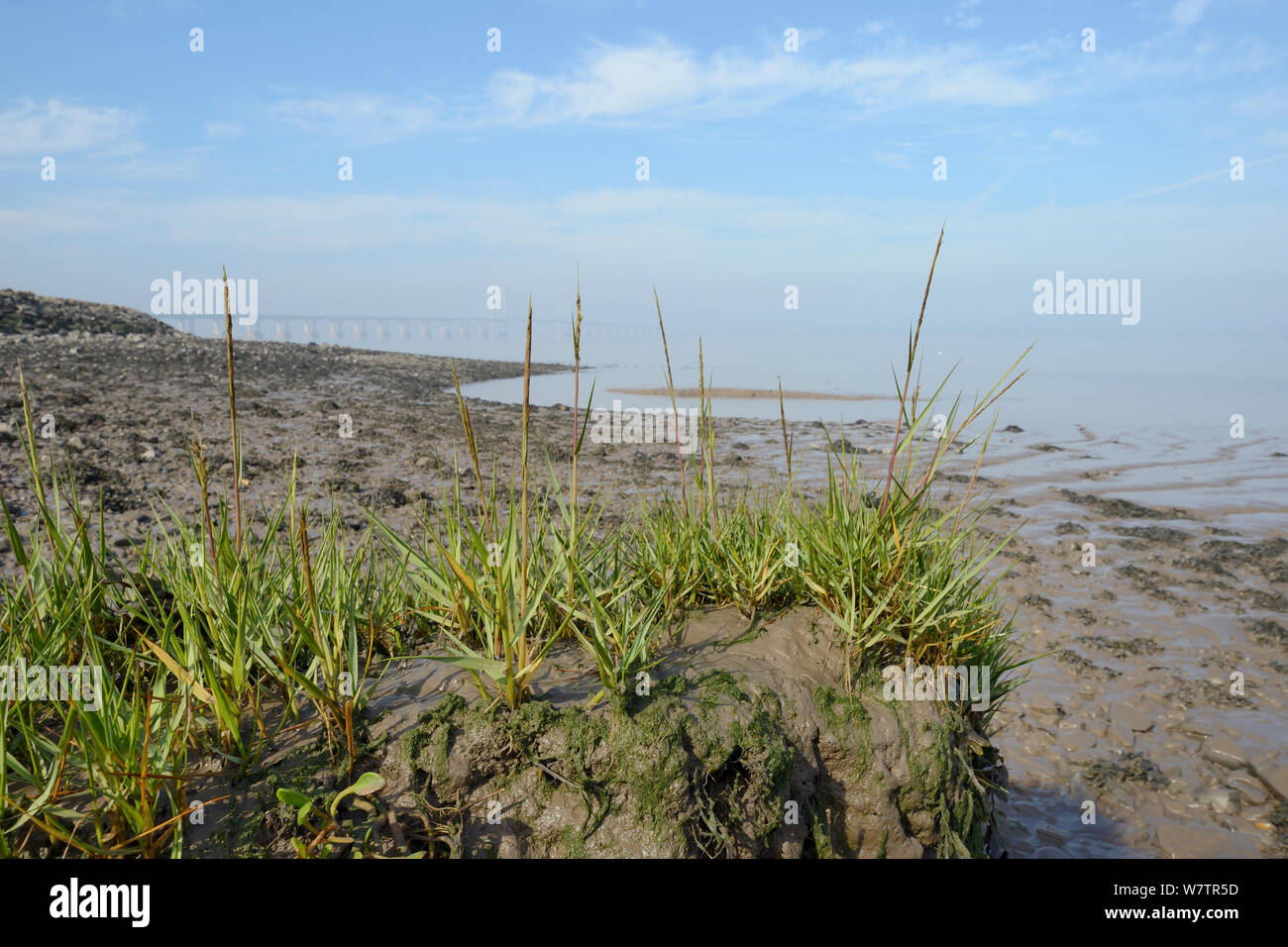 Saltmarsh edge on the Severn estuary stabilised with flowering Spartina / Cord grass (Spartina sp.) with the second Severn crossing on the background, Somerset, UK, September. Stock Photo