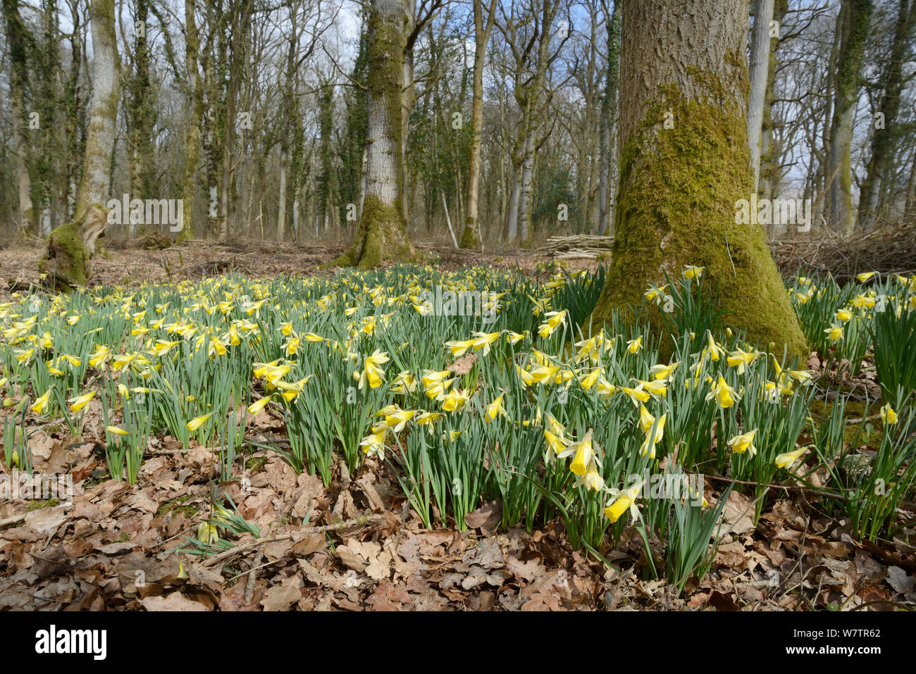 Carpet of Wild daffodils / Lent lilies (Narcissus pseudonarcissus) flowering in coppiced woodland, Lower woods, Gloucestershire, UK, March. Stock Photo