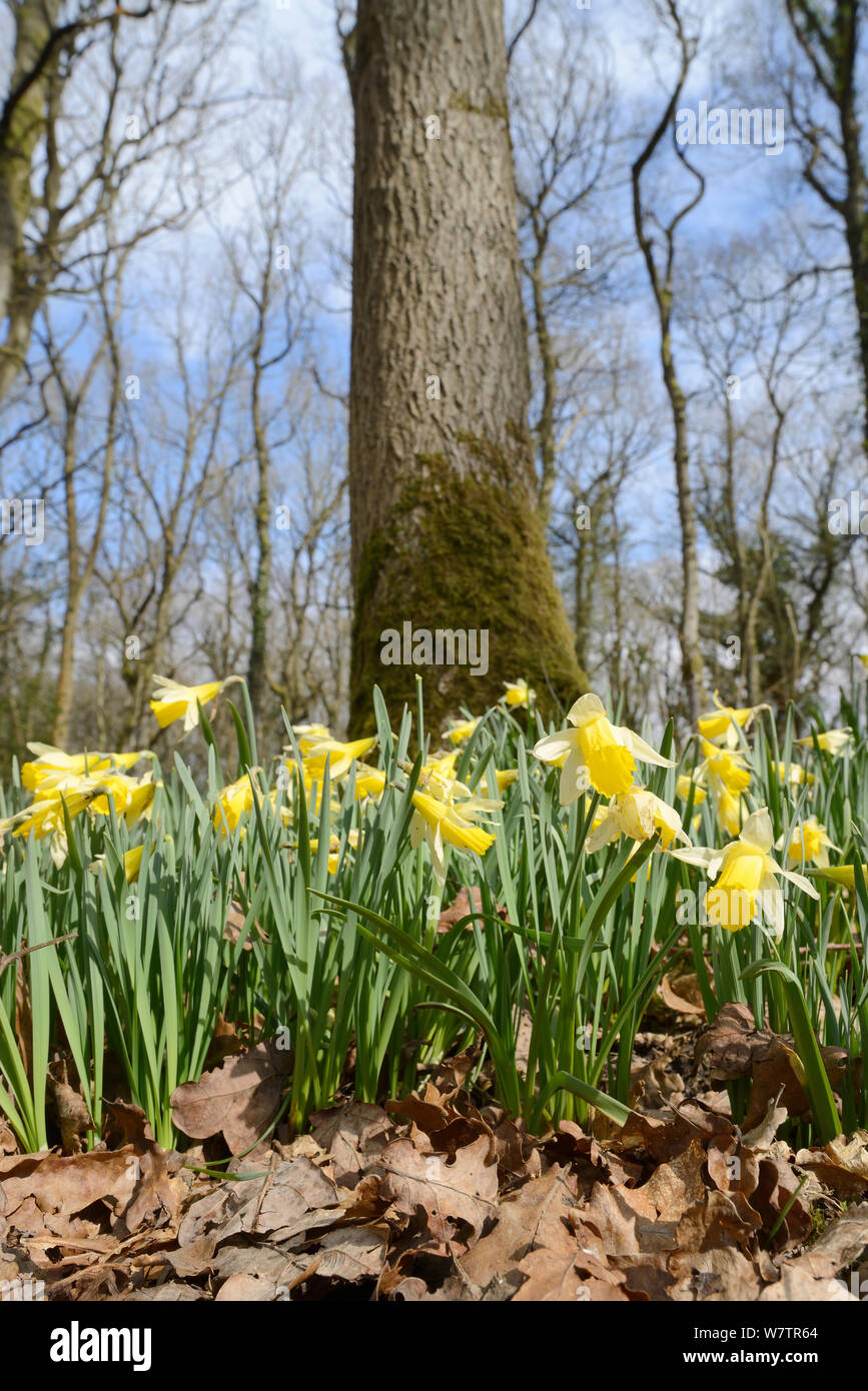 Low angle view of a carpet of Wild daffodils / Lent lilies (Narcissus pseudonarcissus) flowering in coppiced woodland, Lower woods, Gloucestershire, UK, March. Stock Photo
