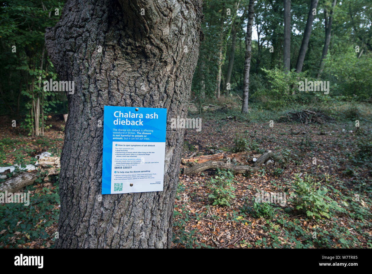 Sign for ash dieback in a woodland, disease is caused by the fungus Chalara fraxinea, Surrey, England, UK, October 2013. Stock Photo