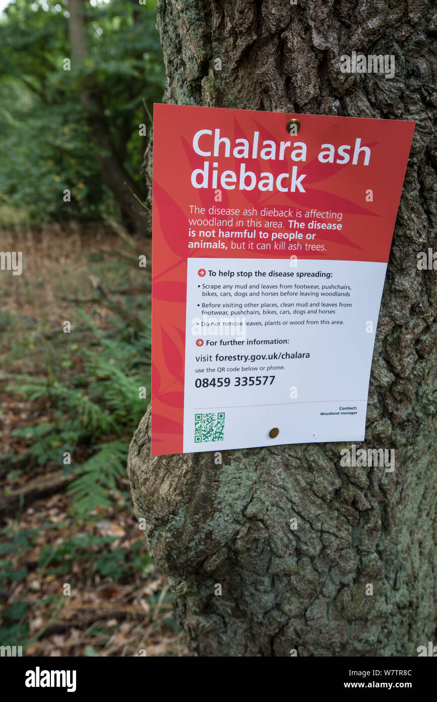 Sign for ash dieback in a woodland, disease is caused by the fungus Chalara fraxinea, Surrey, England, UK, October 2013. Stock Photo