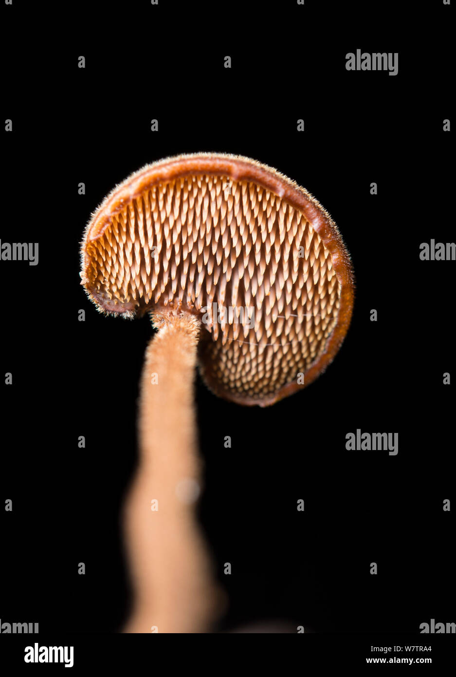 View of the underside of the cap of an Ear-pick fungus (Auriscalpium vulgare), showing spines, Surrey, England, UK, October. Stock Photo