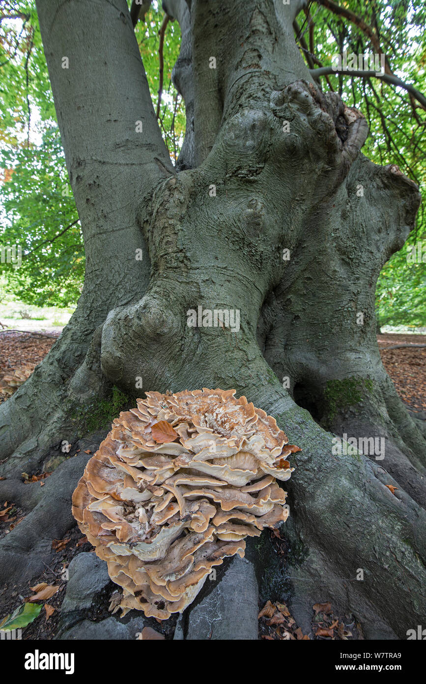 Giant polypore (Meripilus giganteus) growing form the base of a  Beech tree (Fagus sylvatica), Surrey, England, UK, September. Stock Photo