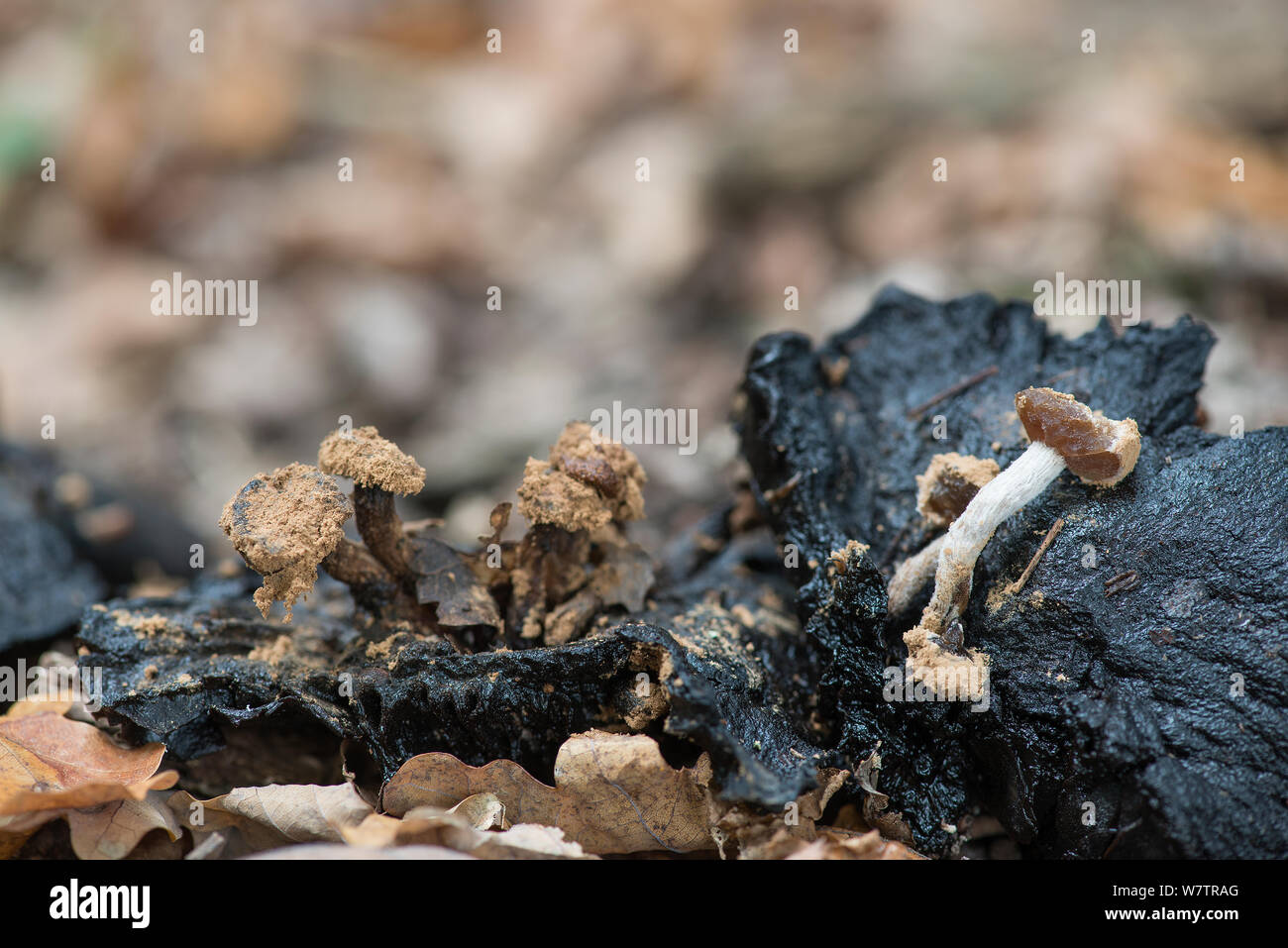 Powdery piggyback toadstool  (Asterophora lycoperdoides) parasitising a rotting Russula fungi, Surrey, England, UK, September. Stock Photo