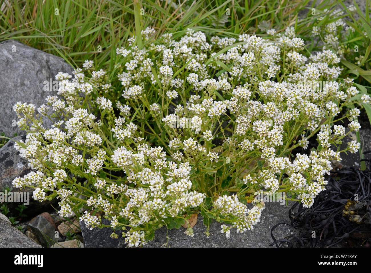 Common scurvy grass (Cochlearia officinalis), Shetland Islands, Scotland, UK, May. Stock Photo