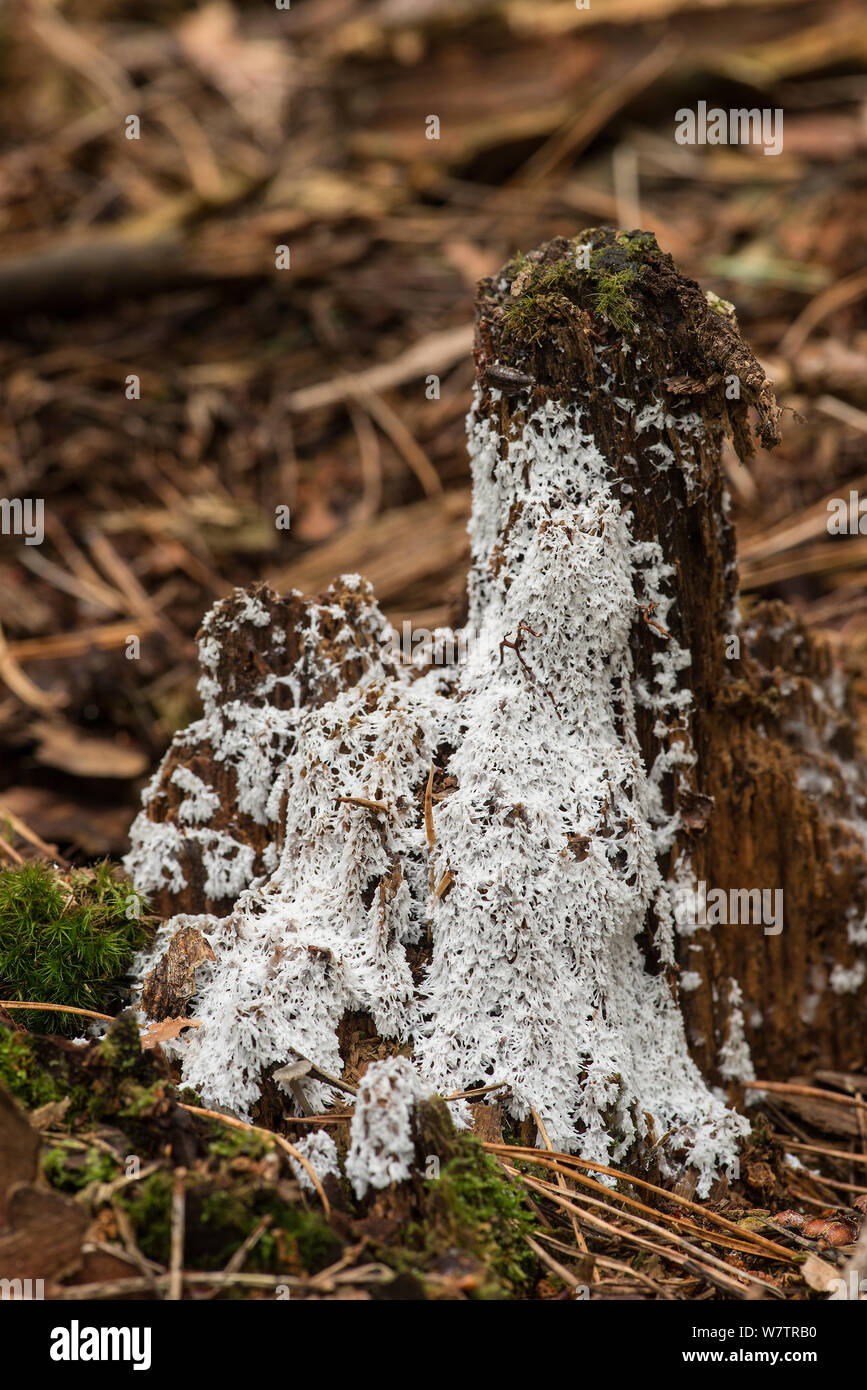 Slime mould (Fuligo candida) growing on a tree stump, Surrey, England, UK, September. Stock Photo