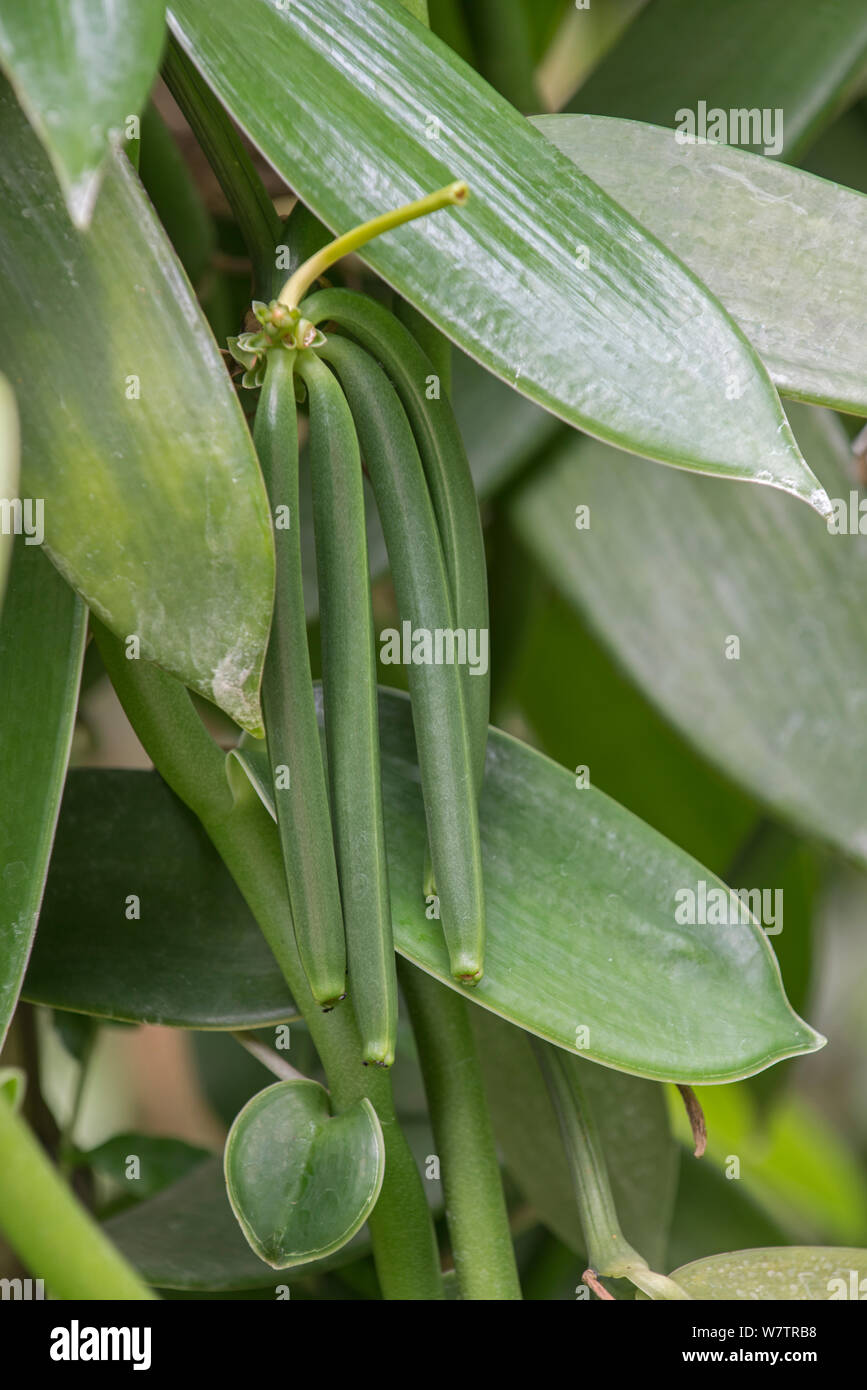 Vanilla (Vanilla planifolia) fruit pods on vine, Eden Project, Cornwall, England, UK, native to