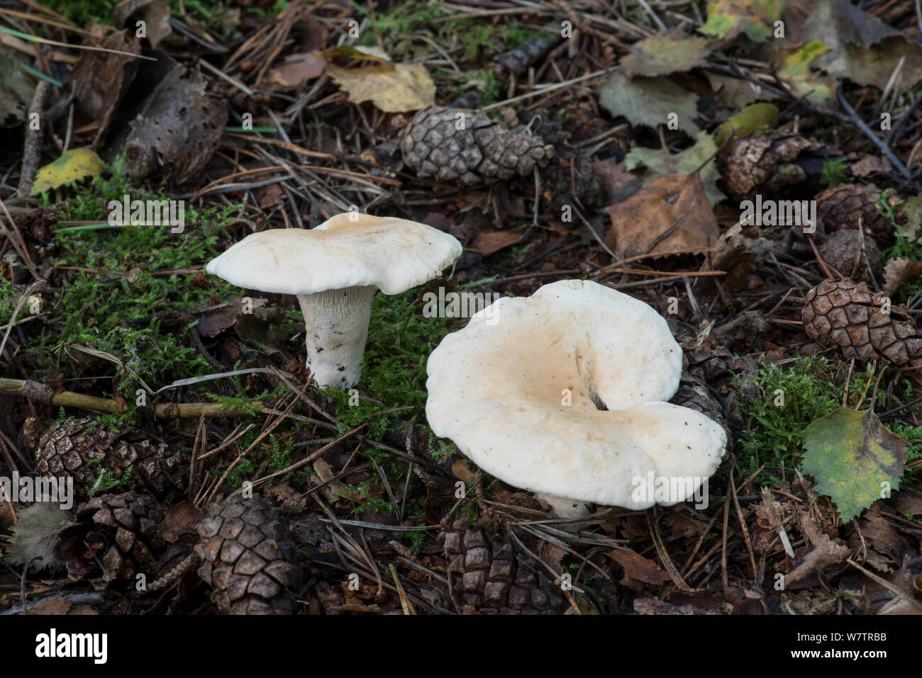 Wood hedgehog (Hydnum repandum) fungi growing in woodland, Surrey, England, UK, September. Edible Stock Photo