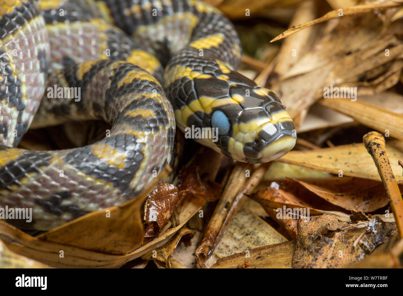 Mandarin ratsnake (Euprepiophis  mandarinus) with its eyes clouded over indicating a pre-shed condition. Captive. Stock Photo