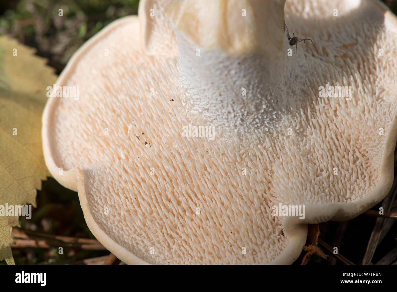 Wood hedgehog (Hydnum repandum) fungi, upturned to show spines, Surrey, England, UK, September. Stock Photo