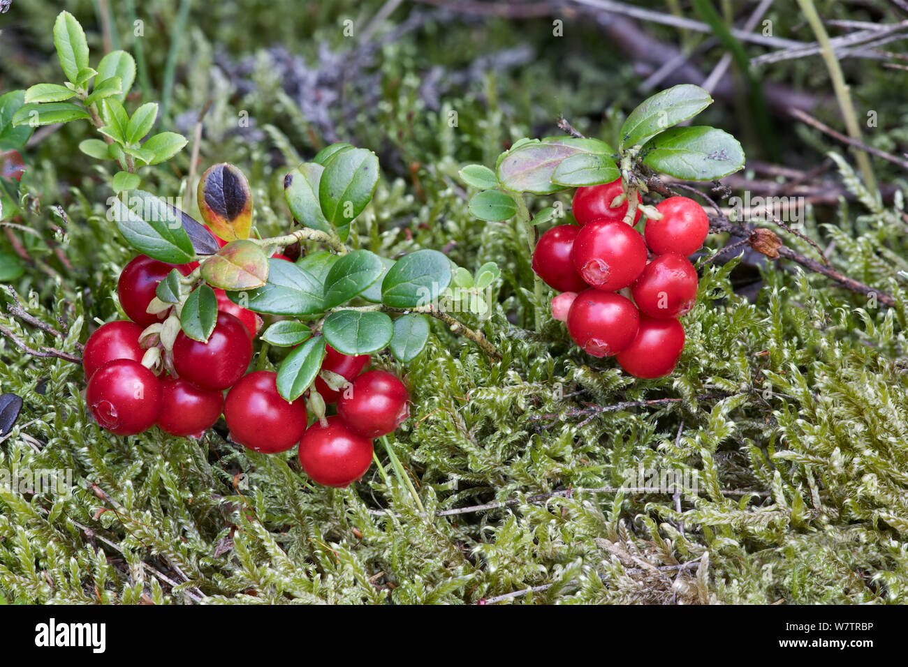 Cowberry (Vaccinium vitis-idaea) Hallam Moor, Peak District, England, UK, August. Stock Photo