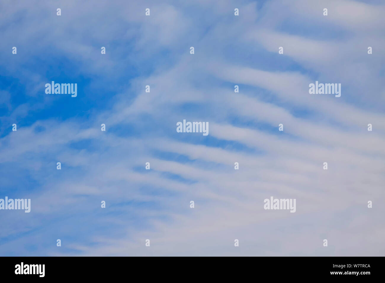 Cirrus vertebratus, gives the impression of vertebrae in a spinal ...